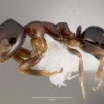AntWeb.org image of Order:Hymenoptera Family:Formicidae Genus:Ochetellus Species:Ochetellus glaber Specimen:casent0003317 View:profile