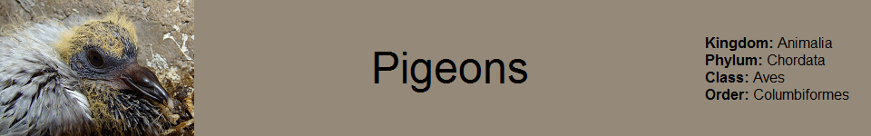 Pigeons 960 x 150