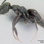 AntWeb.org image of Order:Hymenoptera Family:Formicidae Genus:Technomyrmex Species:Technomyrmex albipes Specimen:casent0055965 View:profile