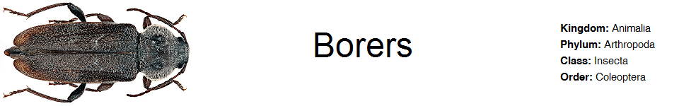 Borers