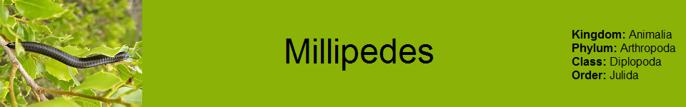 Millepedes