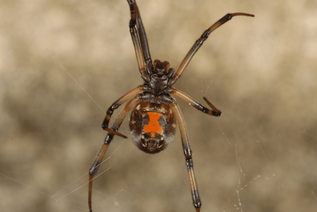 Brown Widow spider