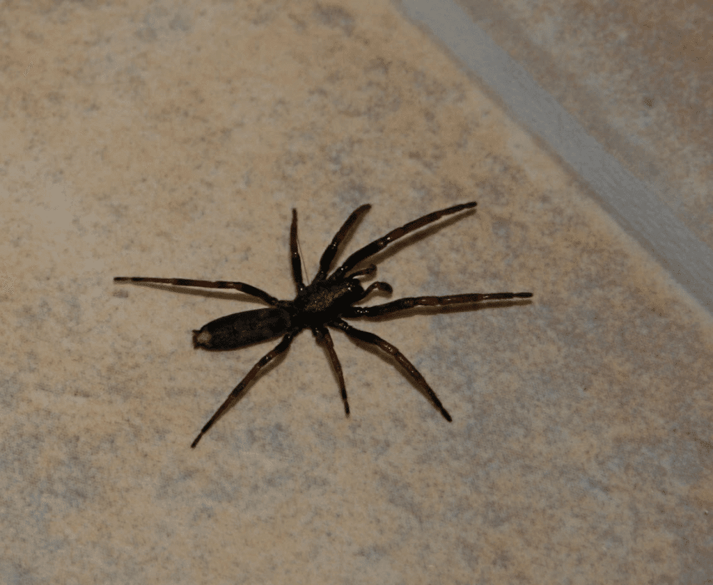 White Tailed Spider