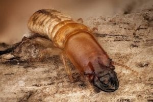 drywood-termites-kalotermitidae