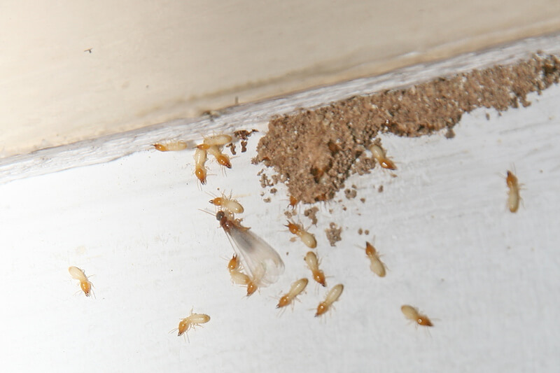 termites infestation