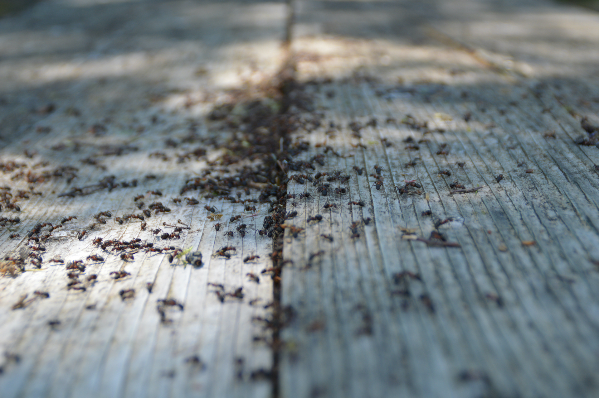 group of dead ants on the wooden floor after ant control by professional