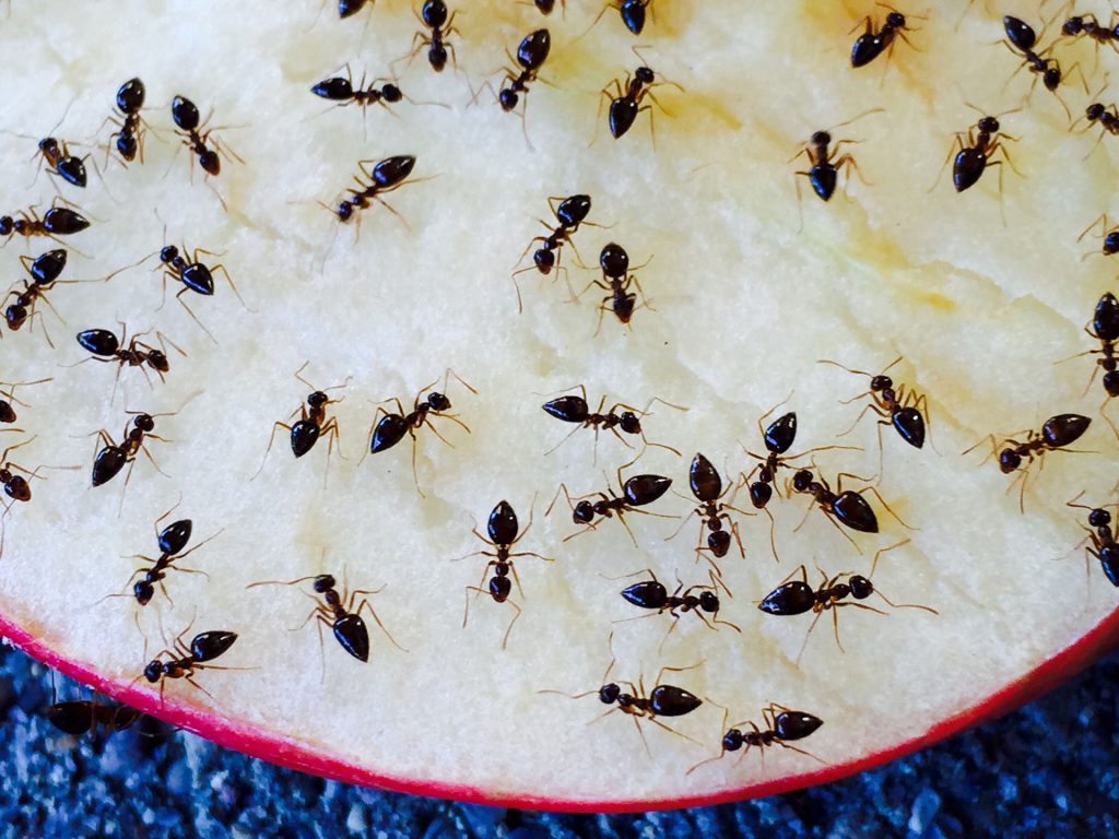 Ants dead after pest control service