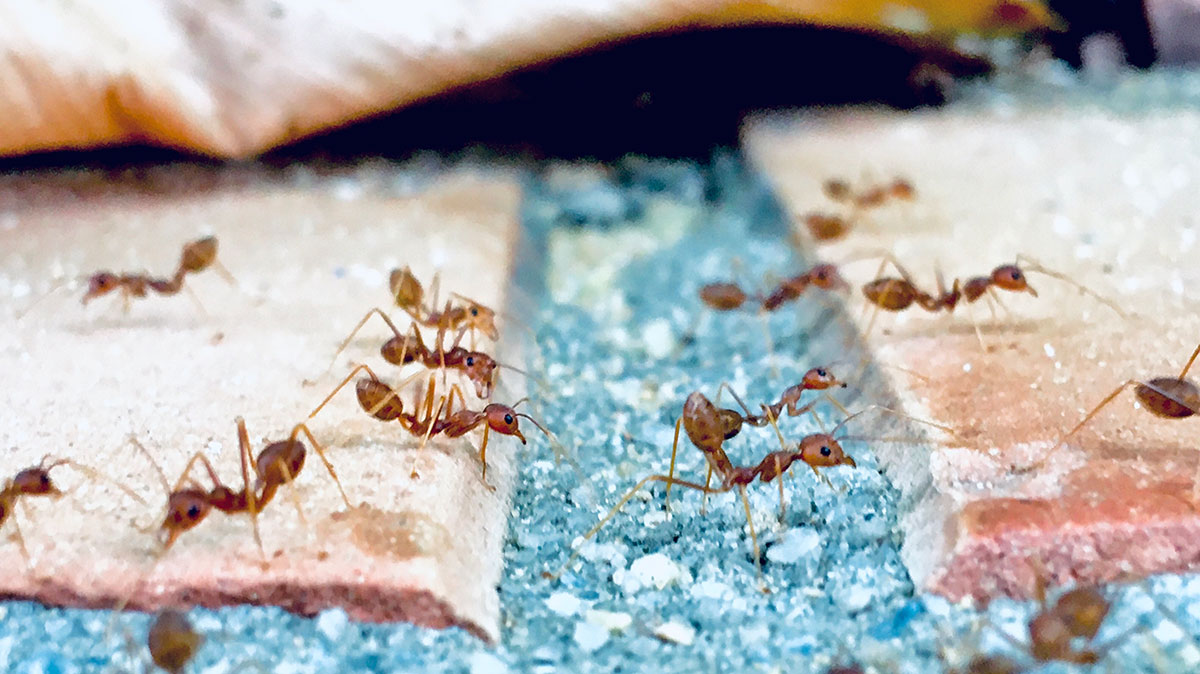 Colony of ants dead after pest control service in a Perth house