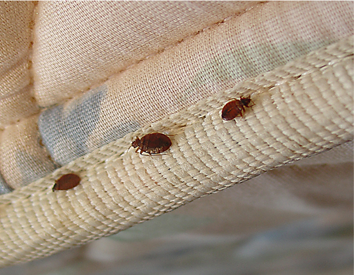 dead bed bugs after a professional domestic pest control service