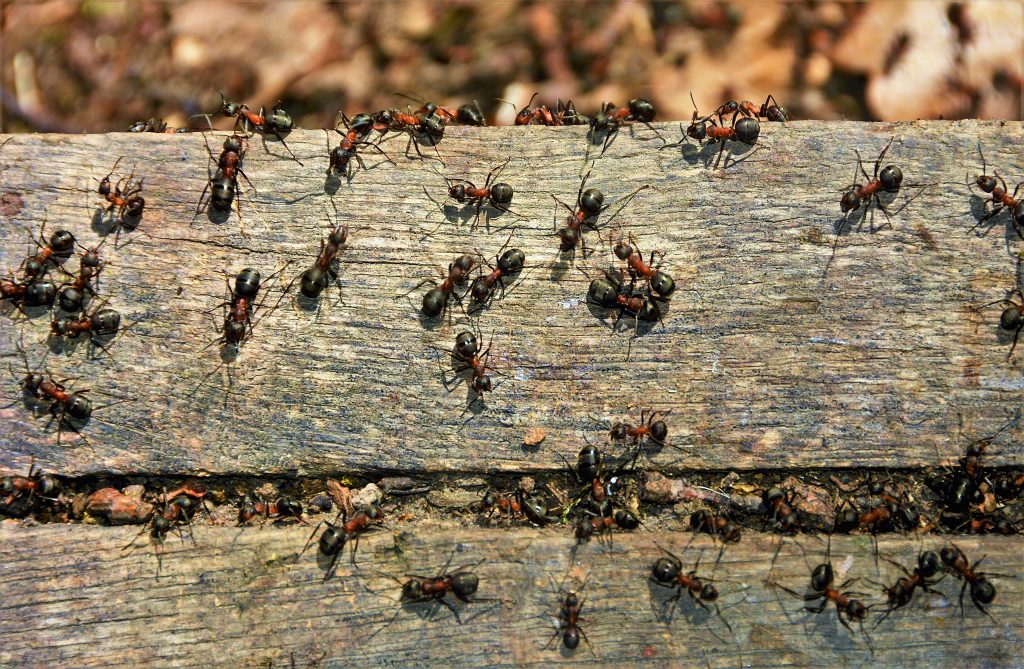 many ants on a board