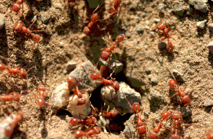 Tips for Dealing with Fire Ants
